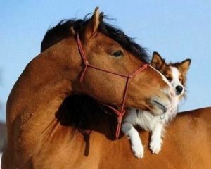 horse-dog-serene