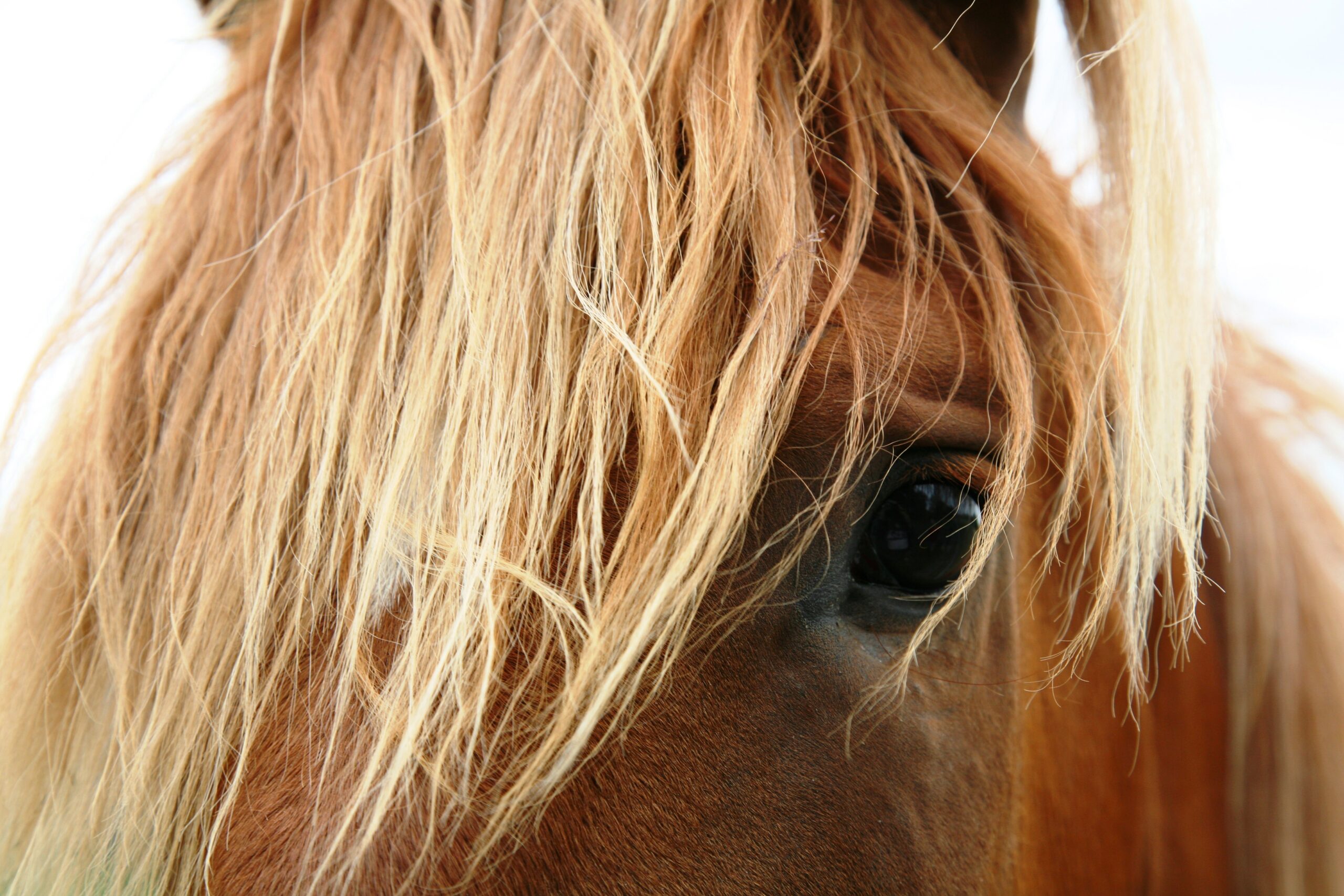 serene-horse