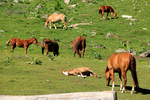 serene-mares-foals